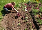 Ein "MILPA"-Beet für Sondershausen (Foto: Katrin Sieber) Ein "MILPA"-Beet für Sondershausen (Foto: Katrin Sieber)