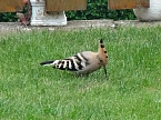 Wiedehopf f&uuml;ttert einen Jungvogel im Garten von Familie Severin (Foto: Familie Severin)