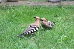 Wiedehopf f&uuml;ttert einen Jungvogel im Garten von Familie Severin (Foto: Familie Severin)