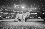 Zirkus Atlantik in Sundhausen (Foto: City-Scout Sven Gämkow) Zirkus Atlantik in Sundhausen (Foto: City-Scout Sven Gämkow)