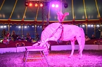 Zirkus Atlantik in Sundhausen (Foto: City-Scout Sven Gämkow) Zirkus Atlantik in Sundhausen (Foto: City-Scout Sven Gämkow)