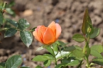 Europa Rosarium in Sangerhausen (Foto: Eva Maria Wiegand)