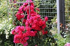 Europa Rosarium in Sangerhausen (Foto: Eva Maria Wiegand)