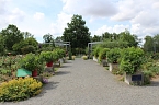 Europa Rosarium in Sangerhausen (Foto: Eva Maria Wiegand)