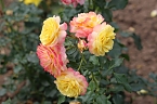 Europa Rosarium in Sangerhausen (Foto: Eva Maria Wiegand)