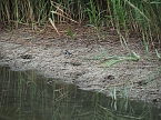 Spaziergang am Stausee (Foto: Familie Friedling)