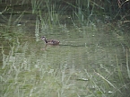 Spaziergang am Stausee (Foto: Familie Friedling)