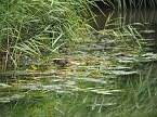 Spaziergang am Stausee (Foto: Familie Friedling)