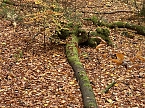 Herbstimpressionen (Foto: Eva Maria Wiegand)