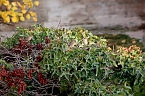 Herbstimpressionen (Foto: Eva Maria Wiegand)