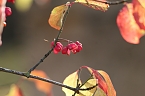 Herbstimpressionen (Foto: Eva Maria Wiegand)