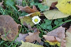 Herbstimpressionen (Foto: Eva Maria Wiegand)