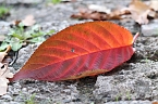 Herbstimpressionen (Foto: Eva Maria Wiegand)