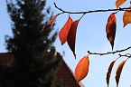 Herbstimpressionen (Foto: Eva Maria Wiegand)