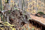 Herbstimpressionen (Foto: Eva Maria Wiegand)