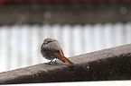 M&uuml;cken verjagen durch Aufplustern? (Foto: Eva Maria Wiegand)