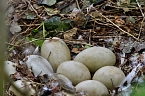 Schwanennest im Sondersh&auml;user Schlosspark (Foto: Eva Maria Wiegand)
