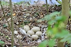 Schwanennest im Sondersh&auml;user Schlosspark (Foto: Eva Maria Wiegand)