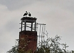 St&ouml;rche in Bad Frankenhausen (Foto: A.Schorch)