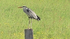Tieraufnahmen (Foto: Ulrich Reinboth) Tieraufnahmen (Foto: Ulrich Reinboth)
