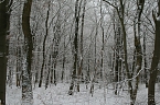 Winter im Kyffh&auml;userwald (Foto: Ulrich Reinboth)