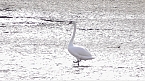 G&auml;hnende Leere im Stausee Kelbra (Foto: Ulrich Reinboth)
