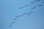 In Rothes&uuml;tte und am Stausee Kelbra (Foto: P.Blei)