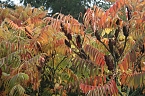 Herbst in der Goldenen Aue (Foto: Ulrich Reinboth)