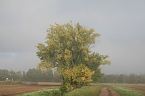 Herbst in der Goldenen Aue (Foto: Ulrich Reinboth)