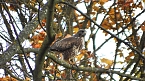 Herbst in der Goldenen Aue (Foto: Ulrich Reinboth)