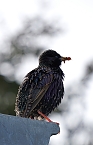 Wundersch&ouml;ne Tierwelt (Foto: Sophie Boikat)