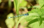 Wundersch&ouml;ne Tierwelt (Foto: Sophie Boikat)