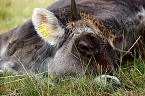 Wundersch&ouml;ne Tierwelt (Foto: Sophie Boikat)