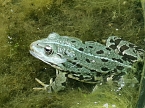 Wundersch&ouml;ne Tierwelt (Foto: Sophie Boikat)