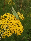 Wundersch&ouml;ne Tierwelt (Foto: Sophie Boikat)