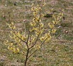 Fr&uuml;hling angekommen (Foto: Hans-J&uuml;rgen Schmidt)