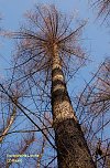 Europ&auml;ische L&auml;rche-Baum des Jahres 2012 (Foto: Andreas Knoll)