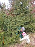 Ein Tannenbaum f&uuml;r unsere Kindervilla (Foto: Kindervilla Bad Frankenhausen)