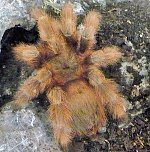 Die Welt der Riesenspinnen (Foto: Hans-Jürgen Schmidt) Die Welt der Riesenspinnen (Foto: Hans-Jürgen Schmidt)