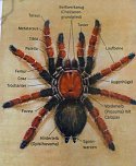 Die Welt der Riesenspinnen (Foto: Hans-Jürgen Schmidt) Die Welt der Riesenspinnen (Foto: Hans-Jürgen Schmidt)