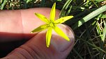 Heimische Pflanzen: Wiesen-Goldstern (Foto: B. Schwarzberg) Heimische Pflanzen: Wiesen-Goldstern (Foto: B. Schwarzberg)