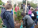 Baum des Jahres gepflanzt (Foto: Karl-Heinz Herrmann)