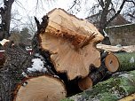 Baumf&auml;llungen passiert (Foto: Karl-Heinz Herrmann)