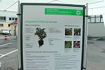 Gro&szlig;er Pflanzenmarkt mit Aktionstag (Foto: Karl-Heinz Herrmann)
