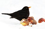 Winterv&ouml;gel z&auml;hlen: Amsel (Foto: Frank Derer)