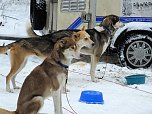 Schlittenhunderennen in Benneckenstein (Foto: Karin Lehmann, Peter Blei)