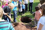 Zum Fest einen Baum gepflanzt (Foto: Karl-Heinz Herrmann) Zum Fest einen Baum gepflanzt (Foto: Karl-Heinz Herrmann)