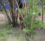 Baumschützer empört (Foto: Karl-Heinz Herrmann) Baumschützer empört (Foto: Karl-Heinz Herrmann)