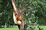 Von wegen nur Sturmschaden! (Foto: Karl-Heinz Herrmann)