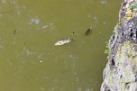 Fischsterben (Foto: Karl-Heinz Herrmann)